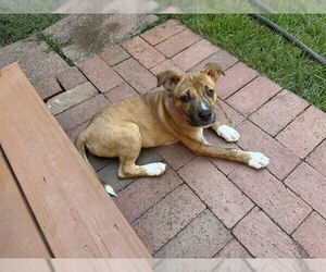 Mutt Dogs for adoption in Raleigh, NC, USA