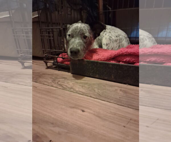 Medium Photo #2 Mutt Puppy For Sale in Pacific grove , CA, USA