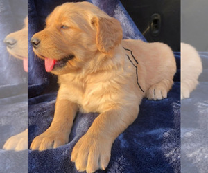 Medium Golden Retriever