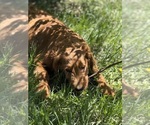 Small #4 Goldendoodle