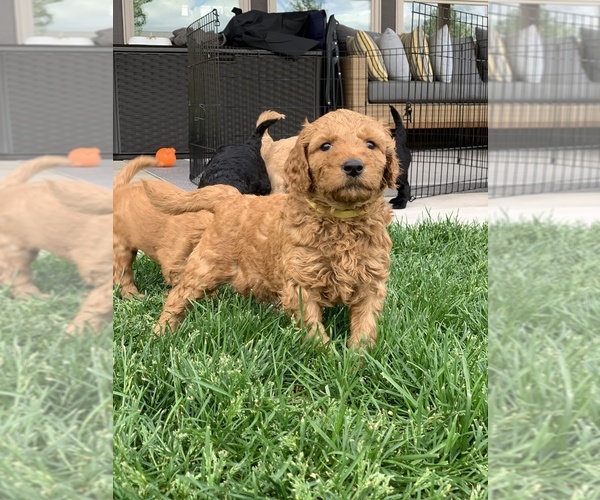 Medium Photo #3 Goldendoodle Puppy For Sale in MISSOULA, MT, USA