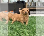 Small Photo #3 Goldendoodle Puppy For Sale in MISSOULA, MT, USA