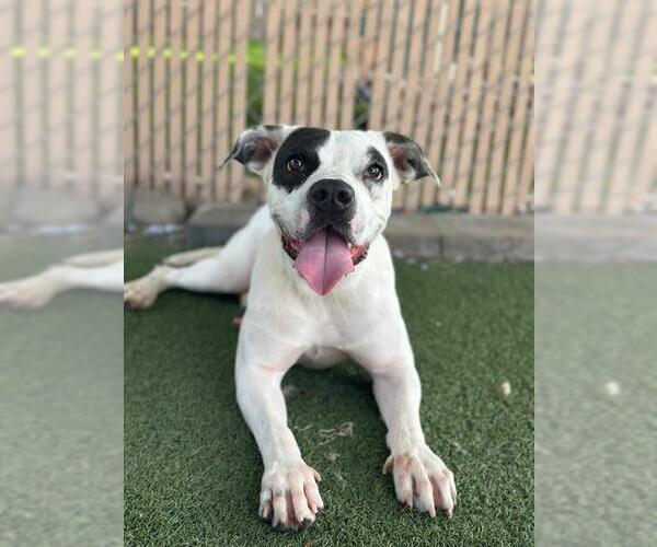 Medium Photo #2 Mutt Puppy For Sale in Chula Vista, CA, USA