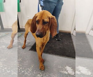 Mutt Dogs for adoption in Linton, IN, USA