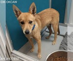 Small Shiba Inu Mix
