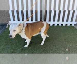 Mutt Dogs for adoption in Modesto, CA, USA