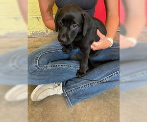Medium Feist Terrier-Labrador Retriever Mix
