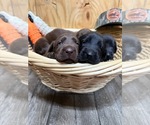 Small #1 Labrador Retriever