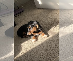 Dachshund Puppy for sale in EXETER, CA, USA