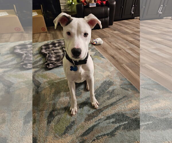 Medium Photo #1 Mutt Puppy For Sale in Minneapolis, MN, USA