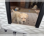 Small #28 Labrador Retriever