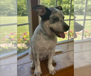 Clara Belle - Female Mutt Dog for Adoption - Photo #4