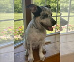 Small Photo #4 Mutt Puppy For Sale in Alexander, AR, USA