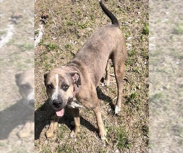 Medium Photo #2 American Staffordshire Terrier-Unknown Mix Puppy For Sale in San Antonio, TX, USA