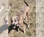 Small #1 American Staffordshire Terrier Mix