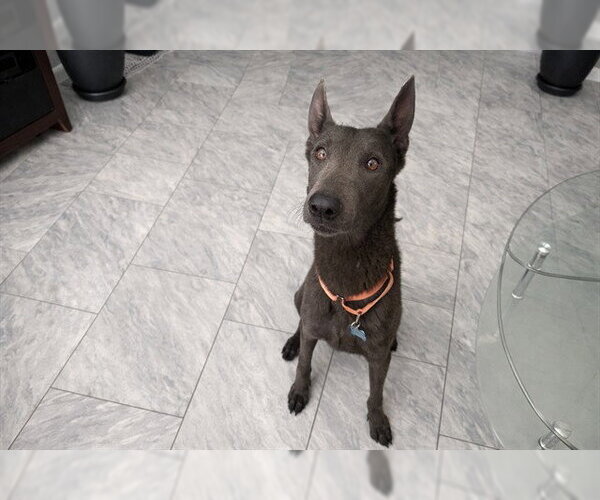 Medium Photo #1 Mutt Puppy For Sale in Orlando, FL, USA