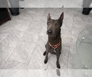 Mutt Dogs for adoption in Orlando, FL, USA