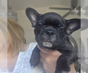 Faux Frenchbo Bulldog Puppy for Sale in FT MYERS, Florida USA