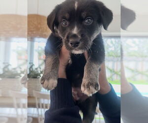 Labrador Retriever-Unknown Mix Dogs for adoption in Dana Point, CA, USA