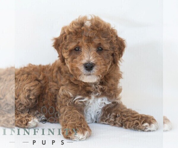 Medium Photo #6 Poochon Puppy For Sale in DORNSIFE, PA, USA