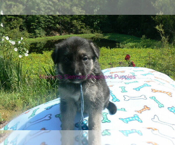 Medium Photo #3 German Shepherd Dog Puppy For Sale in PIEDMONT, MO, USA