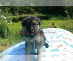 Small #2 German Shepherd Dog