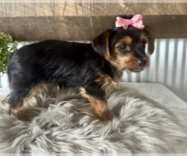 Medium Photo #5 Yorkshire Terrier Puppy For Sale in NAPPANEE, IN, USA