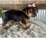 Small #4 Yorkshire Terrier