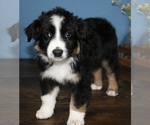 Small Photo #6 Miniature Australian Shepherd Puppy For Sale in WEST PLAINS, MO, USA