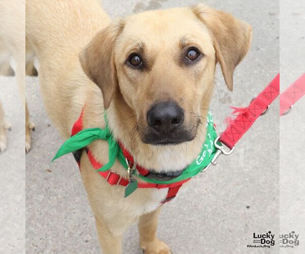 Medium Photo #2 Labrador Retriever-Unknown Mix Puppy For Sale in Washington, DC, USA