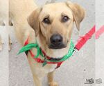 Small #1 Labrador Retriever Mix