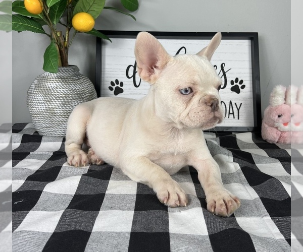 Medium Photo #2 French Bulldog Puppy For Sale in FRANKLIN, IN, USA