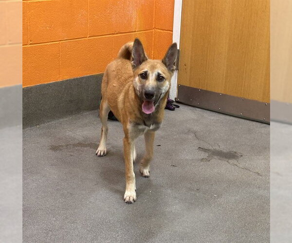 Medium Photo #1 German Shepherd Dog-Unknown Mix Puppy For Sale in Forestville, MD, USA