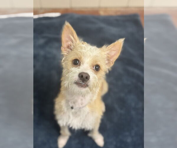 Medium Photo #2 Chihuahua Puppy For Sale in Salinas, CA, USA