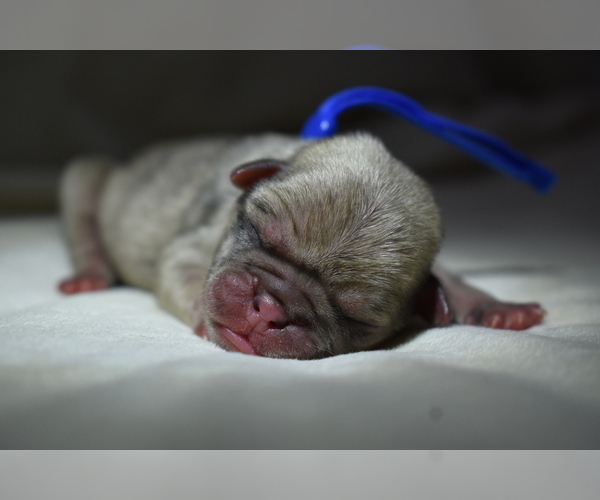 Medium Photo #4 Pug Puppy For Sale in PALM COAST, FL, USA