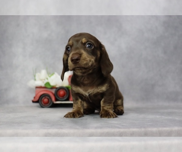 Full screen Photo #1 Dachshund Puppy For Sale in BRADFORD, TN, USA