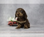 Small Photo #1 Dachshund Puppy For Sale in BRADFORD, TN, USA
