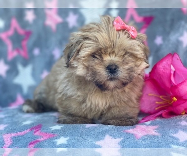 Medium Photo #5 Shorkie Tzu Puppy For Sale in LAKELAND, FL, USA