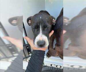 American Pit Bull Terrier-Unknown Mix Dogs for adoption in Houston, TX, USA