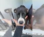 Small American Pit Bull Terrier Mix