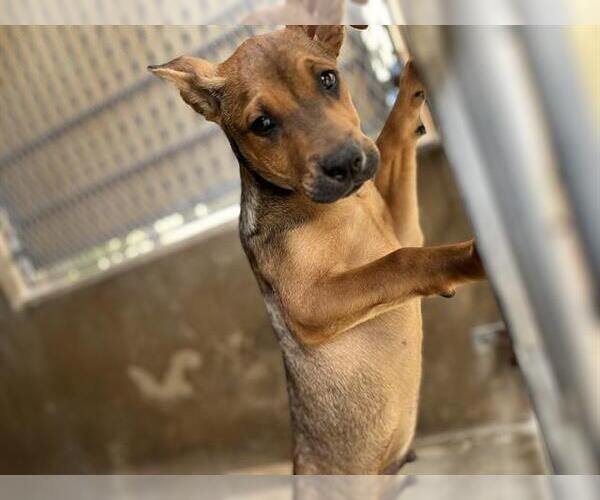 Medium Photo #1 Mutt Puppy For Sale in Chula Vista, CA, USA