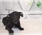 Small Australian Kelpie Mix