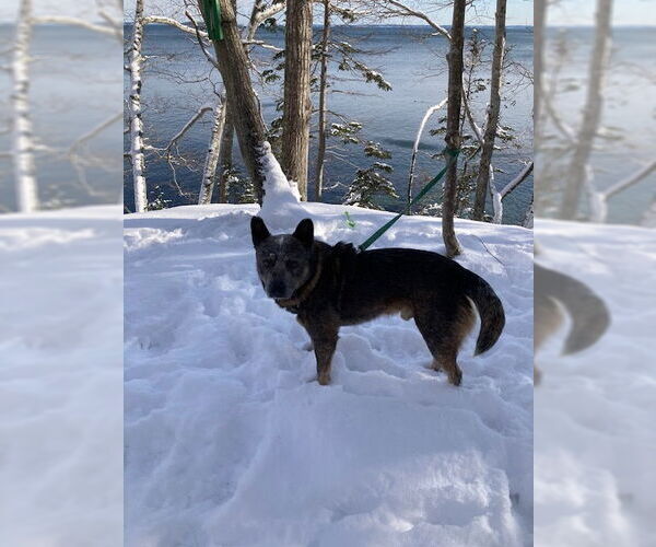 Medium Photo #1 Mutt Puppy For Sale in Garden City, NY, USA