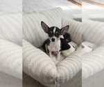Small #1 Chihuahua