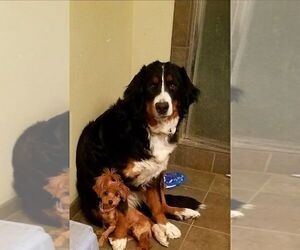 Mother of the Bernese Mountain Dog puppies born on 02/12/2025