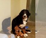 Small Photo #1 Bernese Mountain Dog Puppy For Sale in PEYTON, CO, USA