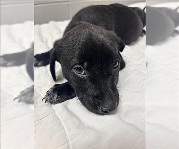 Medium Photo #1 Labrador Retriever Puppy For Sale in Conroe, TX, USA