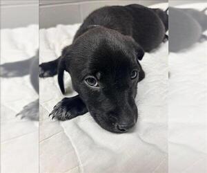 Labrador Retriever Dogs for adoption in Conroe, TX, USA