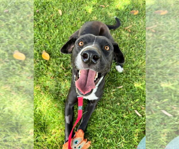 Medium Photo #4 Labrador Retriever-Unknown Mix Puppy For Sale in San Diego, CA, USA