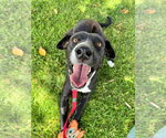 Small #3 Labrador Retriever Mix